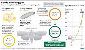 能“吃”塑料袋的虫子 生物科技的神奇突破