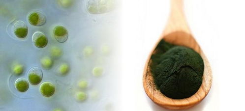 上海光语生物科技 引领生物技术创新与产业融合