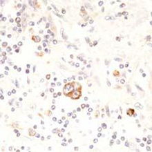 北京康为世纪生物科技 引领前沿生物科技，赋能健康未来